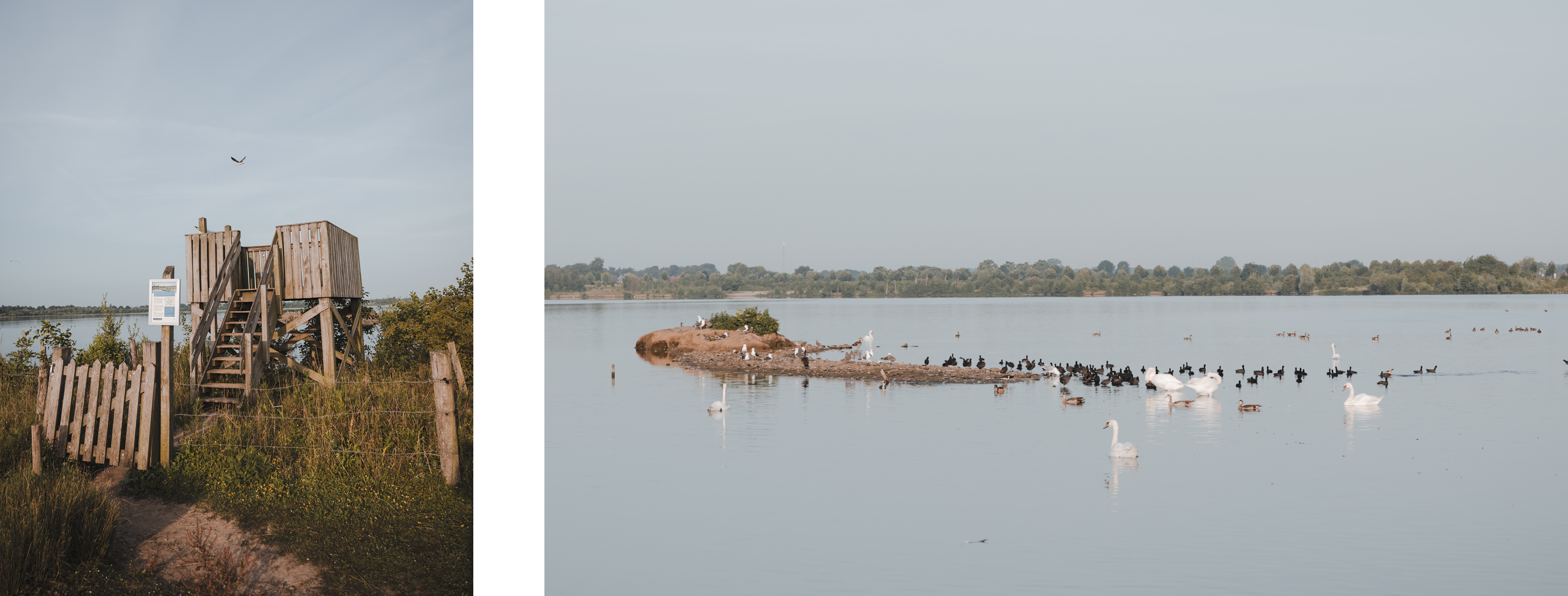 Twee foto's naast elkaar. Links een houten uitkijktoren aan de waterkant, bereikbaar via een smal pad met een hek. Rechts een grote groep watervogels, waaronder zwanen en eenden, op en rond een zandbank in een rustig meer. Op de achtergrond is een groene boomrand zichtbaar onder een heldere lucht.