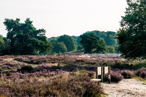 De paarse bloemen van de dophei kenmerkt de flora in Nationaal Park De Meinweg