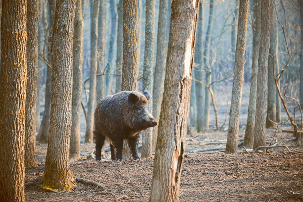 Wild boar stands among the trees on a cold autumn morning in Meinweg