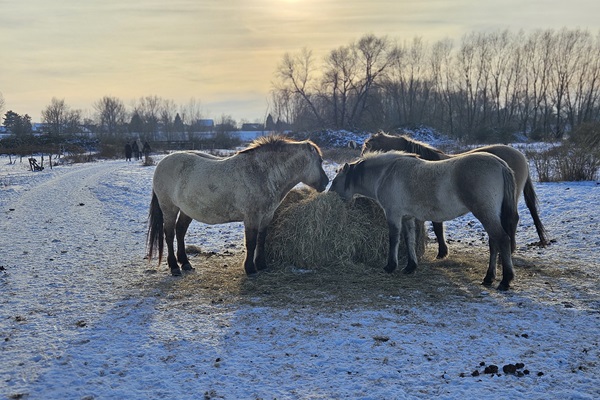 Konikpaarden eten van een baal hooi in de winter in Rivierpark Maasvallei