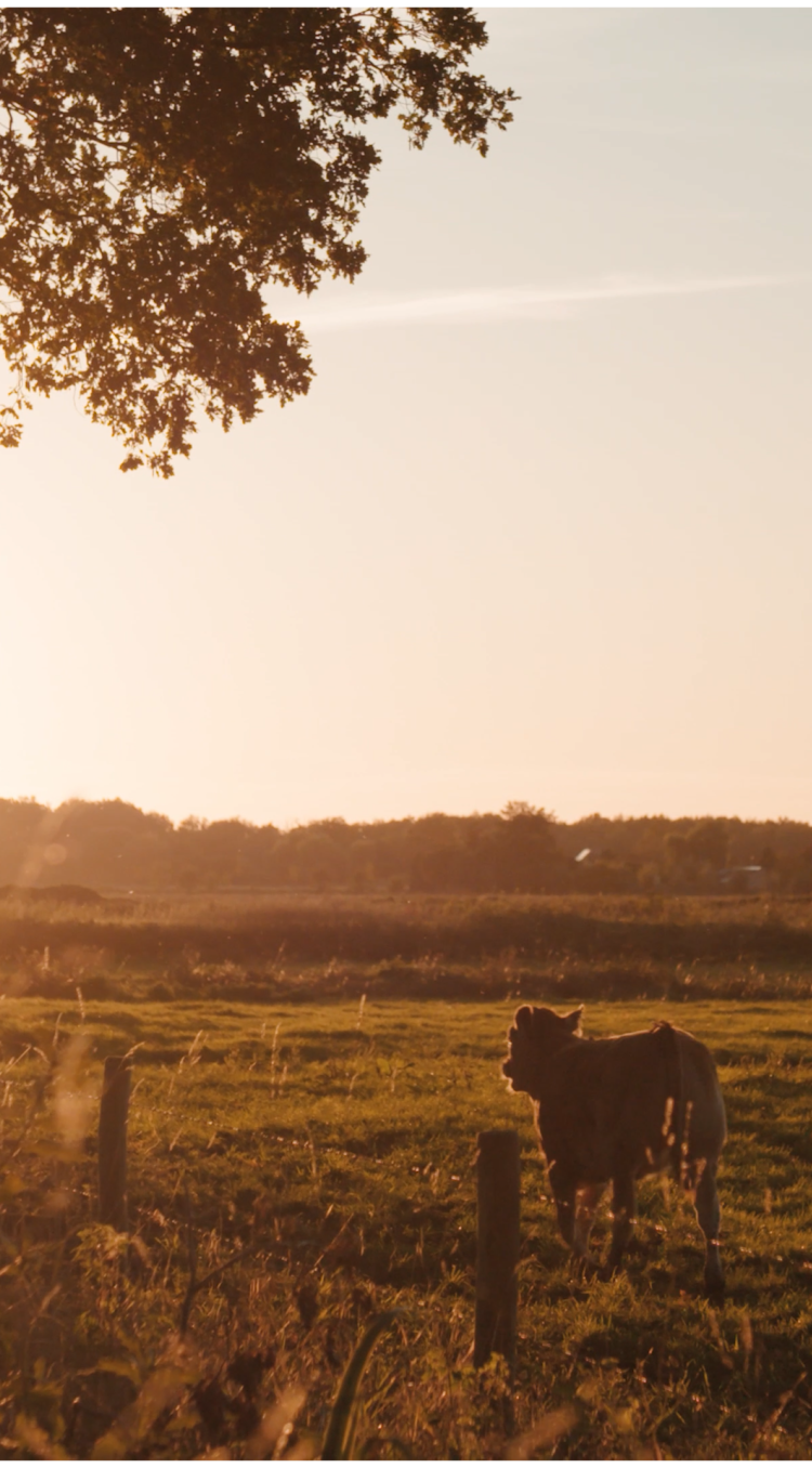 Koeien in de wei bij een opkomende zon in de zomer in Hart van Limburg