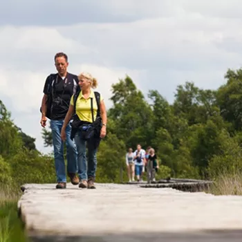Wandelaars lopen over een vlonderpad in de Linnerheide