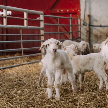 lammetje in stal met andere schapen