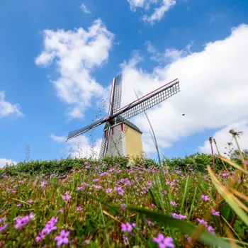 Auroramolen in Leudal achter een veld met paarse bloemen.